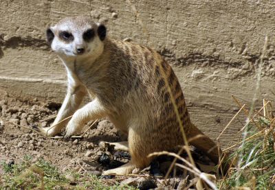 Erdmännchen Erdmännchen